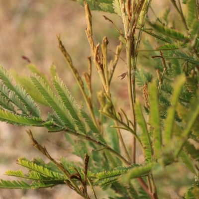 Acacia mearnsii (Black Wattle) at Wollondilly River Corridor, Goulburn - 15 Jun 2021 by Rixon