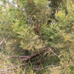 Acacia mearnsii at Goulburn, NSW - 15 Jun 2021