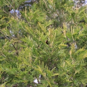 Acacia mearnsii at Goulburn, NSW - 15 Jun 2021