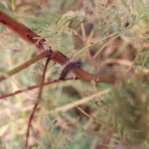 Anthela acuta at Goulburn, NSW - 15 Jun 2021