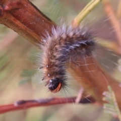 Anthela acuta at Goulburn, NSW - 15 Jun 2021 01:21 PM