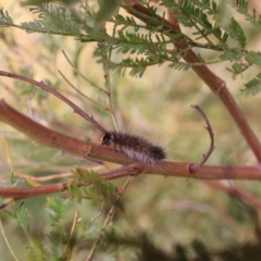 Anthela acuta at Goulburn, NSW - 15 Jun 2021 01:21 PM