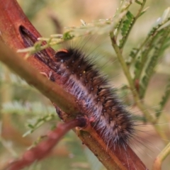 Anthela acuta at Goulburn, NSW - 15 Jun 2021