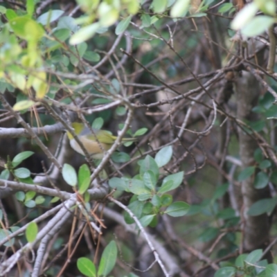 Zosterops lateralis (Silvereye) at Goulburn, NSW - 15 Jun 2021 by Rixon