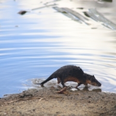 Hydromys chrysogaster (Rakali or Water Rat) at Goulburn, NSW - 15 Jun 2021 by Rixon