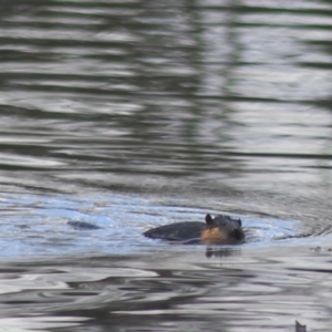 Hydromys chrysogaster at Goulburn, NSW - 15 Jun 2021