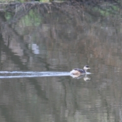 Tachybaptus novaehollandiae (Australasian Grebe) at Goulburn, NSW - 15 Jun 2021 by Rixon