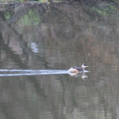 Tachybaptus novaehollandiae (Australasian Grebe) at Goulburn, NSW - 15 Jun 2021 by Rixon