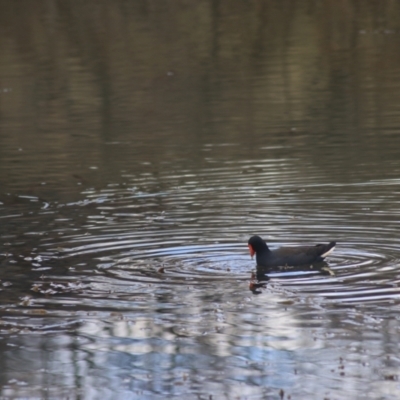 Gallinula tenebrosa (Dusky Moorhen) at Goulburn, NSW - 15 Jun 2021 by Rixon