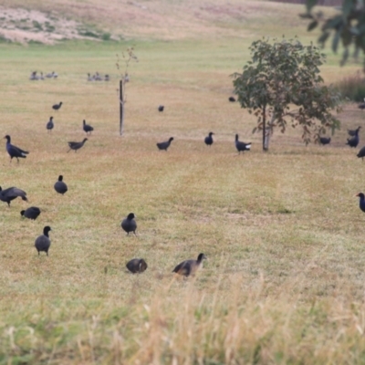 Fulica atra (Eurasian Coot) at Wollondilly River Corridor, Goulburn - 15 Jun 2021 by Rixon