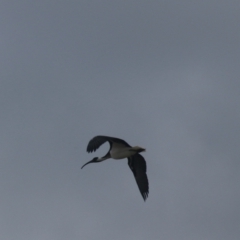 Threskiornis spinicollis (Straw-necked Ibis) at Goulburn, NSW - 15 Jun 2021 by Rixon