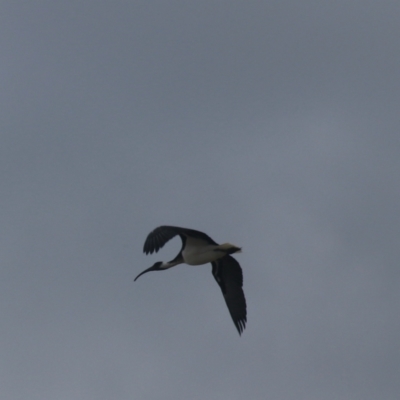 Threskiornis spinicollis (Straw-necked Ibis) at Goulburn, NSW - 15 Jun 2021 by Rixon