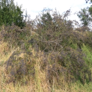 Ligustrum sinense at Goulburn, NSW - 15 Jun 2021 01:30 PM