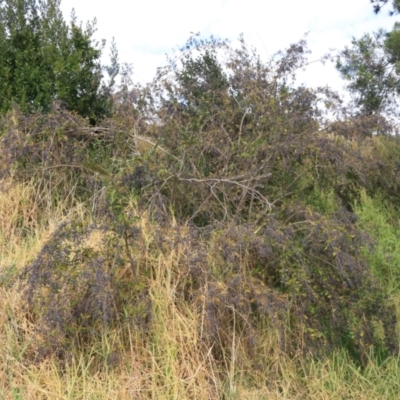 Ligustrum sinense (Narrow-leaf Privet, Chinese Privet) at Wollondilly River Corridor, Goulburn - 15 Jun 2021 by Rixon