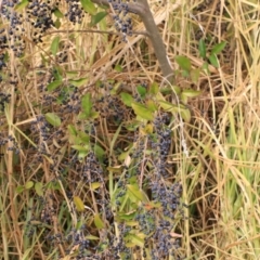 Ligustrum sinense at Goulburn, NSW - 15 Jun 2021