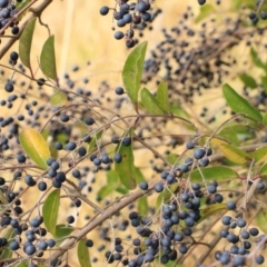 Ligustrum sinense at Goulburn, NSW - 15 Jun 2021