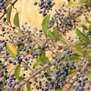 Ligustrum sinense at Goulburn, NSW - 15 Jun 2021 01:30 PM