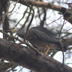 Egretta novaehollandiae (White-faced Heron) at Wollondilly River Corridor, Goulburn - 15 Jun 2021 by Rixon