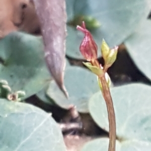 Acianthus collinus at Kaleen, ACT - 15 Jun 2021