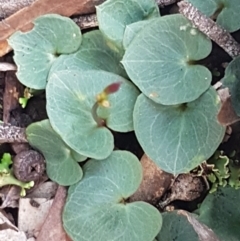 Acianthus collinus at Kaleen, ACT - 15 Jun 2021