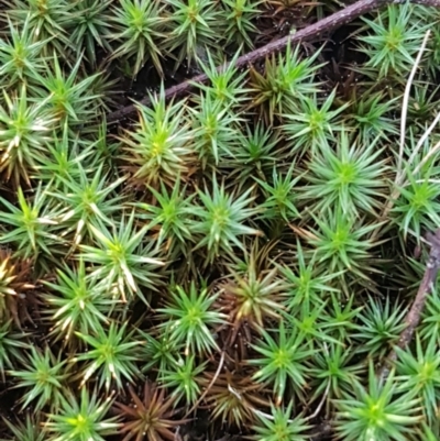 Polytrichaceae sp. (family) (A moss) at Kaleen, ACT - 15 Jun 2021 by trevorpreston