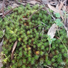 Polytrichaceae sp. (family) at Kaleen, ACT - 15 Jun 2021