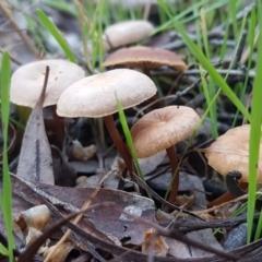 Unidentified Cap on a stem; gills below cap [mushrooms or mushroom-like] at Gungaderra Grasslands - 15 Jun 2021 by tpreston