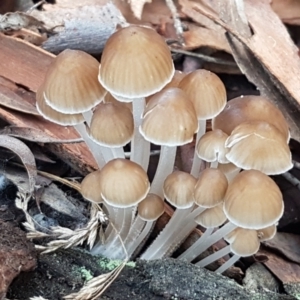 Mycena sp. at Crace, ACT - 15 Jun 2021