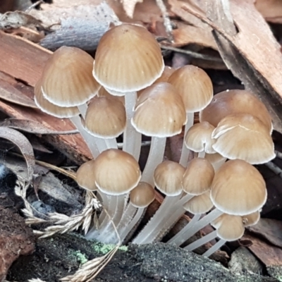 Mycena sp. (Mycena) at Crace, ACT - 15 Jun 2021 by tpreston