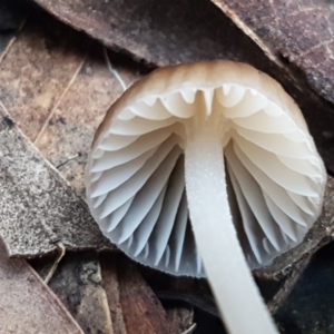 Mycena sp. at Crace, ACT - 15 Jun 2021 03:51 PM