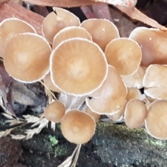 Mycena sp. at Crace, ACT - 15 Jun 2021