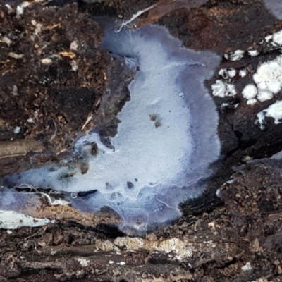 Corticioid fungi at Gungaderra Grasslands - 15 Jun 2021 by tpreston