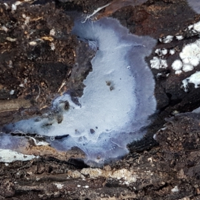 Corticioid fungi at Kaleen, ACT - 15 Jun 2021 by tpreston