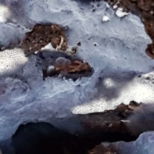 Corticioid fungi at Kaleen, ACT - 15 Jun 2021