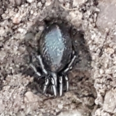 Storosa obscura (Dark Storosa) at Gungaderra Grasslands - 15 Jun 2021 by tpreston