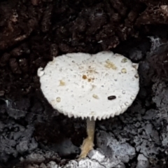 zz agaric (stem; gills white/cream) at Gungaderra Grasslands - 15 Jun 2021 by trevorpreston