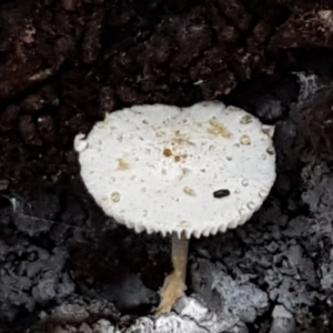 zz agaric (stem; gills white/cream) at Kaleen, ACT - 15 Jun 2021 03:59 PM