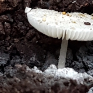 zz agaric (stem; gills white/cream) at Kaleen, ACT - 15 Jun 2021 03:59 PM