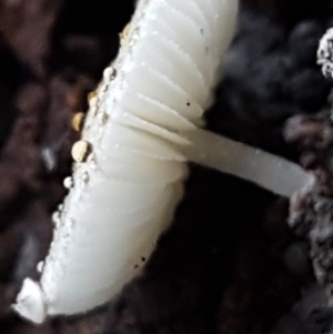 zz agaric (stem; gills white/cream) at Kaleen, ACT - 15 Jun 2021 03:59 PM