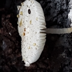 zz agaric (stem; gills white/cream) at Kaleen, ACT - 15 Jun 2021