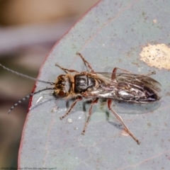 Eirone sp. (genus) (A flower wasp) at Holt, ACT - 15 Jun 2021 by Roger