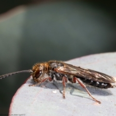 Eirone sp. (genus) at Holt, ACT - 15 Jun 2021