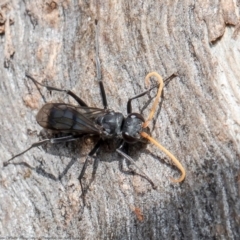 Pompilidae (family) (Unidentified Spider wasp) at Holt, ACT - 15 Jun 2021 by Roger