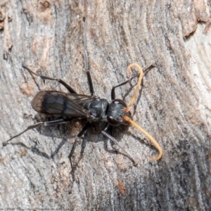 Pompilidae (family) at Holt, ACT - 15 Jun 2021