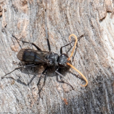 Pompilidae (family) (Unidentified Spider wasp) at Holt, ACT - 15 Jun 2021 by Roger