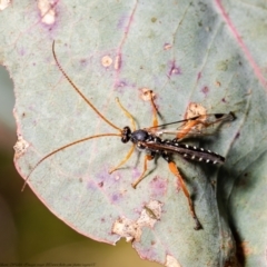 Echthromorpha intricatoria (Cream-spotted Ichneumon) at Holt, ACT - 15 Jun 2021 by Roger