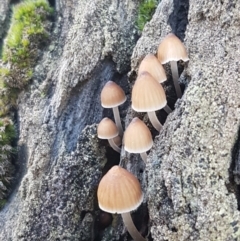 Mycena sp. (Mycena) at Kaleen, ACT - 15 Jun 2021 by trevorpreston