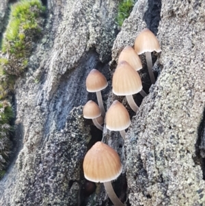 Mycena sp. at Kaleen, ACT - 15 Jun 2021