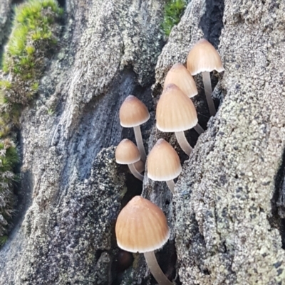 Mycena sp. (genus) (Mycena) at Kaleen, ACT - 15 Jun 2021 by trevorpreston