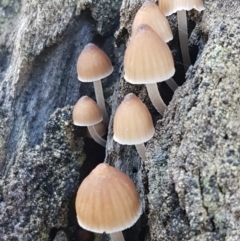 Mycena sp. at Kaleen, ACT - 15 Jun 2021 04:08 PM